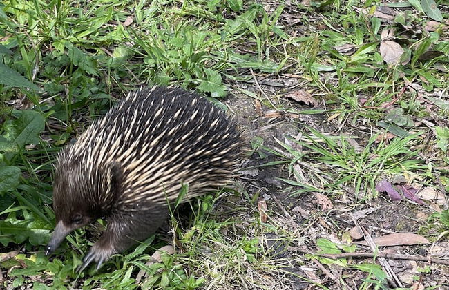 Tindoona Cottages - Foto 36