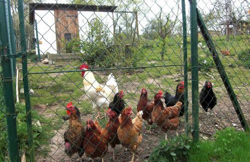 Wohnung in Ulrichshusen - Foto 12