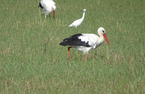 Domaine du Petit Tournebelle - Foto 78