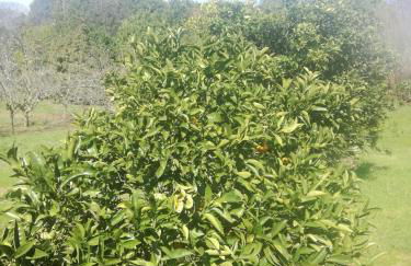 Casa da Costeira - Foto 45