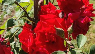 Apartman Lukić - Foto 4, Garden