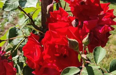 Apartman Lukić - Foto 4