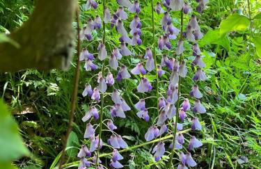 Villa Elena Tuscany - Pool & Garden Arezzo - IHH - Foto 9