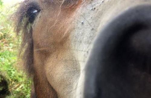 Luxury Exmoor Barn conversion with Sauna - Foto 9