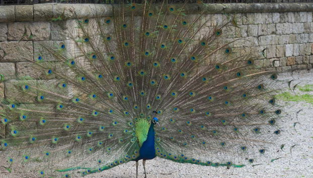 Mount Filerimos & Butterfly Valley Tour - Foto 2