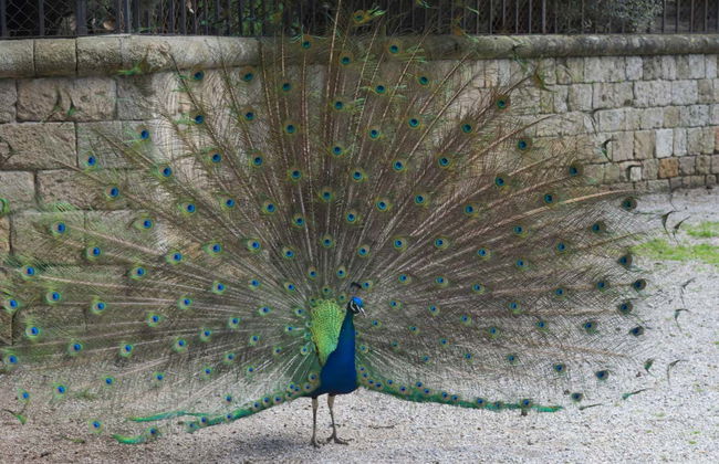 Excursion au Mont Filérimos et à la Vallée des Papillons - Photo 2