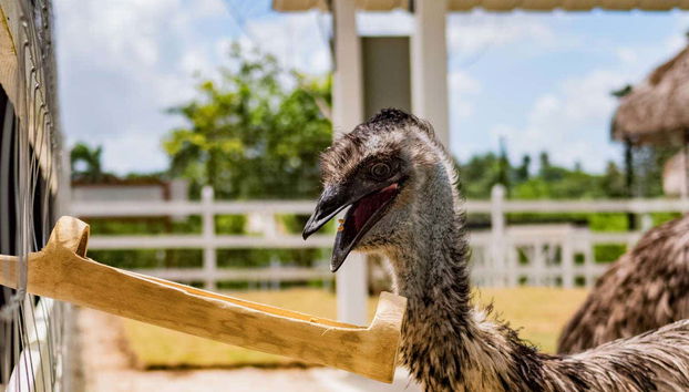 Nourrir un émeu d'Australie
