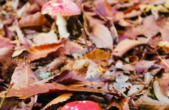 Casa Rural el Comercio Sierra de Francia - Foto 28