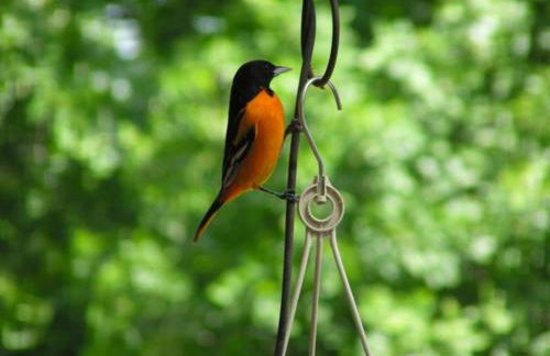 Lake Front King Suite: Full Kitchen-Lakefront Deck- Shared Hot Tub - Foto 45