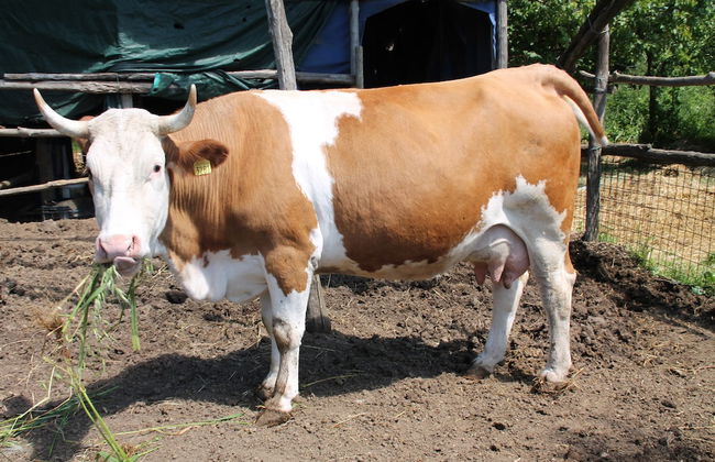 Agriturismo Piccolo Paradiso - Foto 46