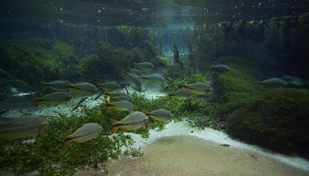 Rio Sucuri Snorkelling Experience - Foto 5