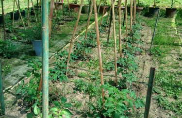 Garden Relax - Foto 25