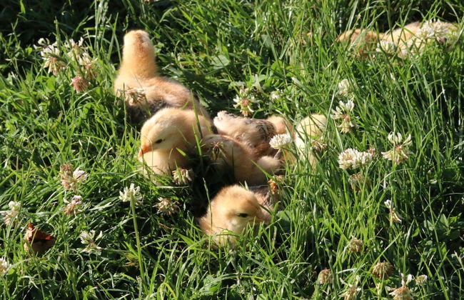 Agriturismo Valdifiori - Photo 30