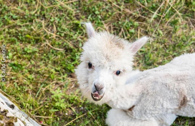 Chalet nel Doch - Foto 44