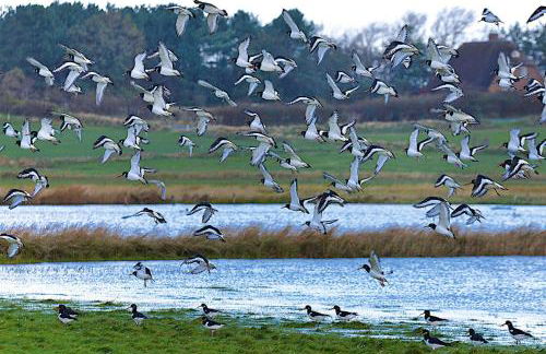 Semi-detached Houses, Oldsum auf Fohr - Foto 42