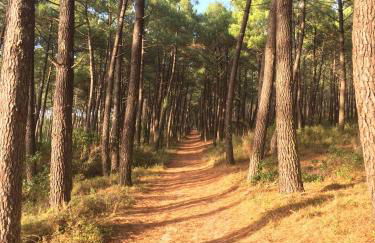 Maison landaise moderne avec piscine chauffée et spa - Foto 28