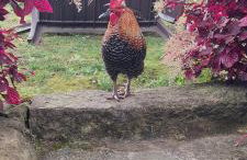 Cantinho da Inês Alojamento Local - Foto 30