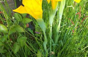 Gîte LES CHANTS DU CREPUSCULE - Foto 56