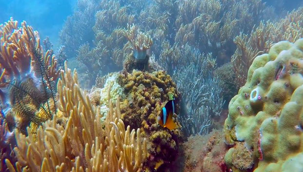 Snorkeling at Cham Island - Full-Day Tour - Photo 2