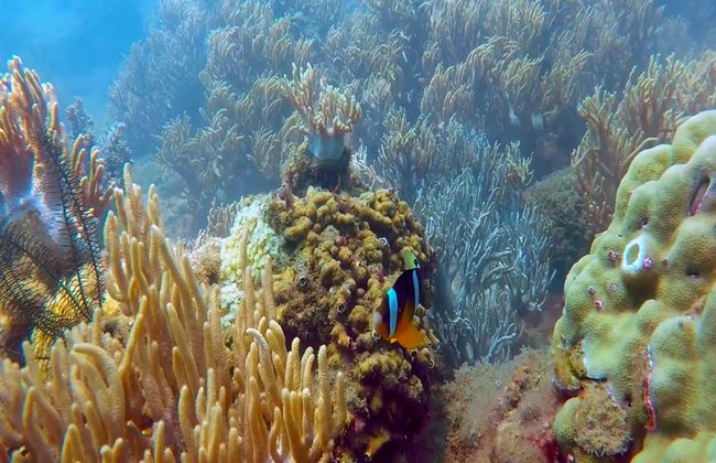 Snorkeling at Cham Island - Full-Day Tour - Photo 2