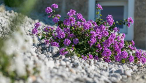 Casa Monte do Cervo - Foto 3, Garden