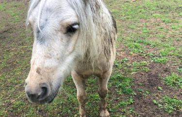 Le Hameau du Peu - Foto 27