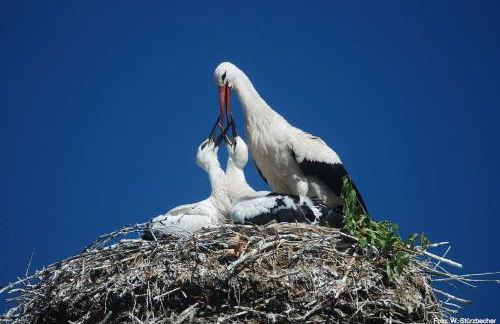Urlaubsidylle in der Uckermark - Foto 24