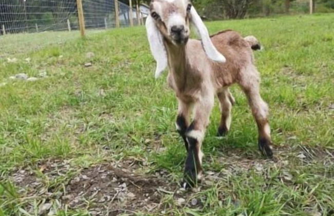 Utopia Feels Botanical Glampground - Foto 29