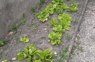 La petite escale - Foto 5