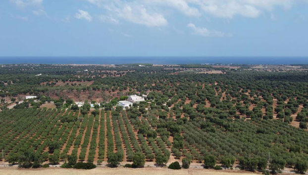 Olive Oil Tasting - Foto 3