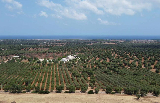 Olive Oil Tasting - Foto 3