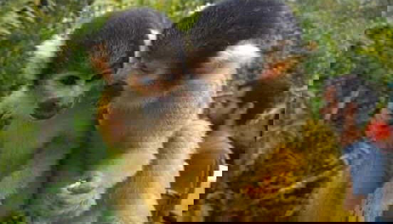 Veremos una gran diversidad de monos