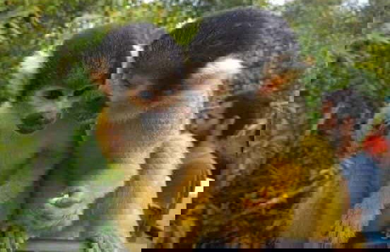 Excursión de 3 días por el Parque Nacional Madidi - Foto 2