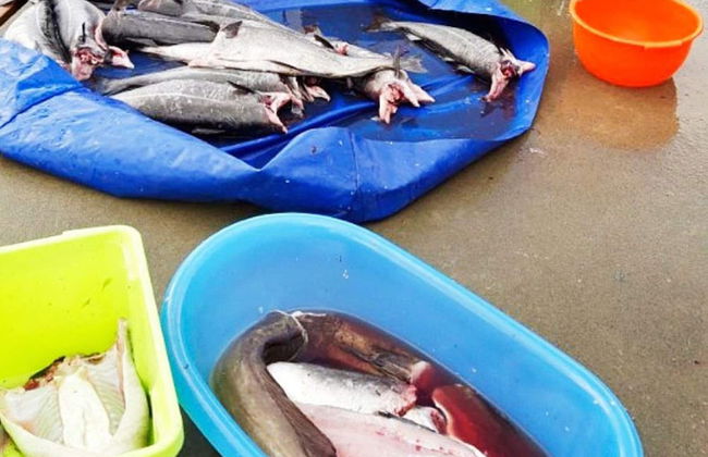 4 Person Holiday Home in Svelgen-by Traum - Foto 10