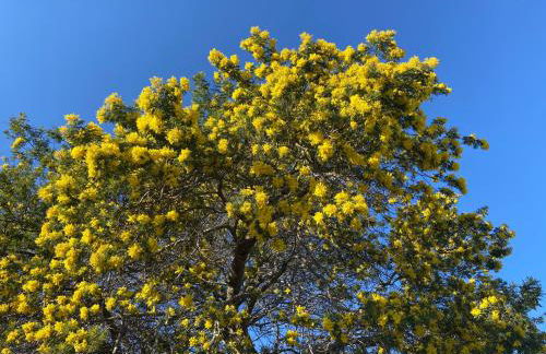 Appartement Piscine et pinede - Wifi - Foto 12