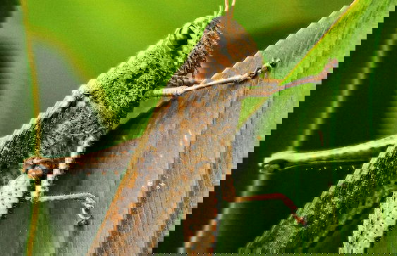 Monteverde Magic Mountain - Foto 35