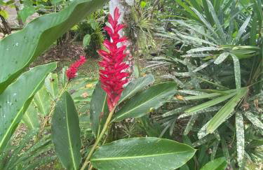 Chácara Gomes - Caiubura - Bertioga - Foto 55