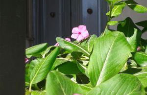 Gli dei e le Rose - Foto 39