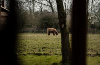 Honeywood Farm Cabins - Foto 1