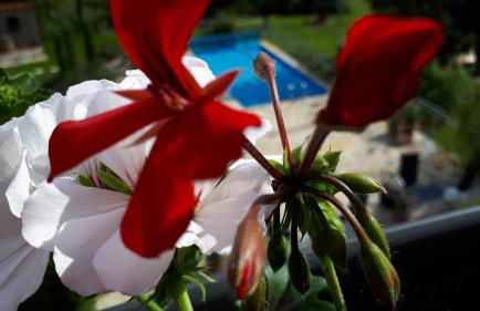 Ferienwohnung Pension am Weinberg - Foto 23