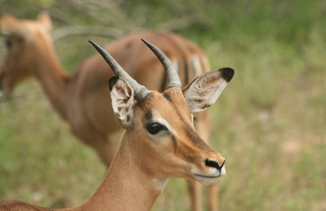 Blyde River Cabin Guesthouse - Foto 20