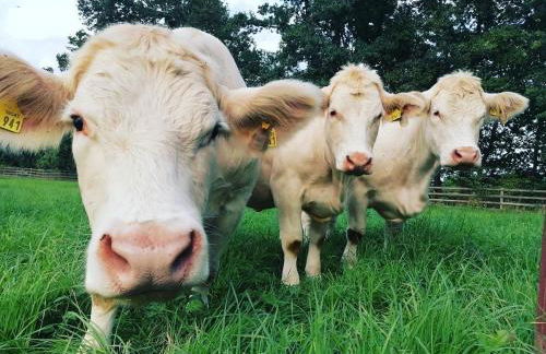 Ferienwohnungen Landliebe "Auszeit mit Wohlgefühl" - Foto 6