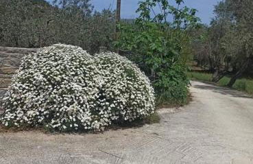 Kostas Volissos-residence - Foto 32