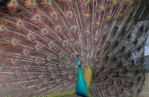 Bluebells Farmstay - Foto 26