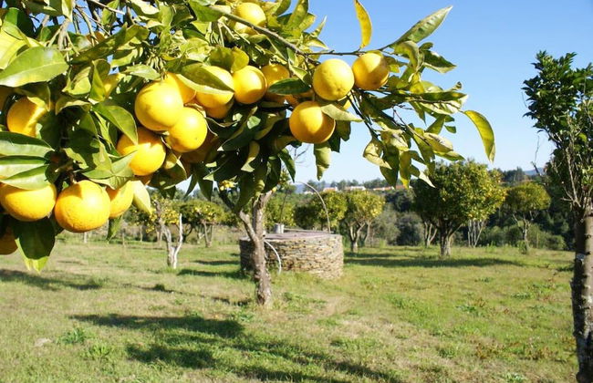 Herdade do Freixial - Foto 15