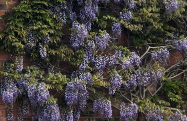 Wisteria Cottages are self catering cottages in a beautiful village location - Foto 18