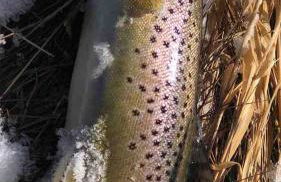 Wapiti Valley Magic, East Yellowstone - Foto 10