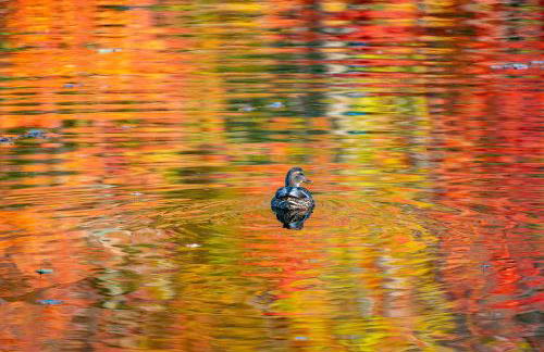 Stylish lake home with private beach, dock and firepit for swimming, kayaking, hiking - Foto 6