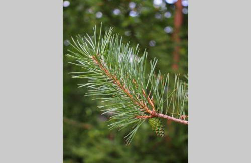 ČAROBNA ŠUMA ***(magic forest) - Foto 22