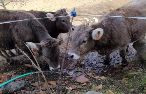 Paller Cal Melsio - Foto 25